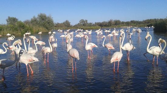 La Camargue